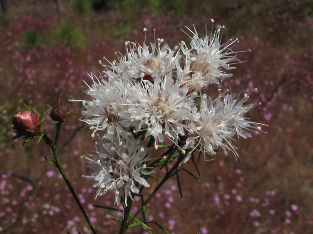 Dalea pinnata var. trifoliata (Trifoliate summer farewell) #45855