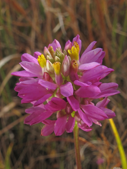 Polygala curtissii (Curtiss' milkwort) #45858