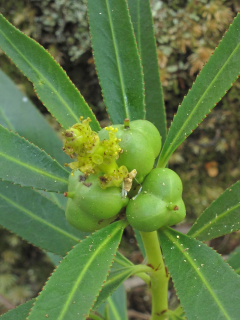 Stillingia aquatica (Water toothleaf) #45859