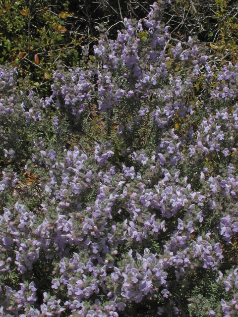 Conradina canescens (False rosemary) #45873