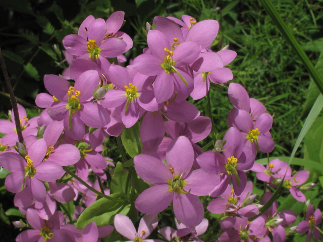 Sabatia angularis (Rosepink) #45894