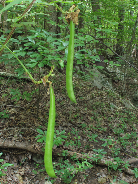 Apios priceana (Price's groundnut) #45940