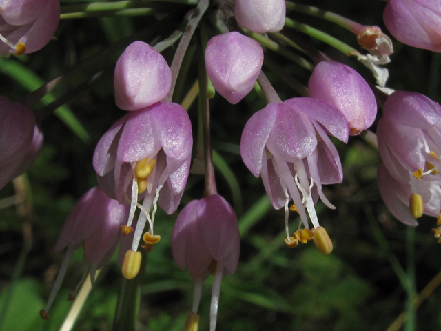 Allium cernuum (Nodding onion) #45957