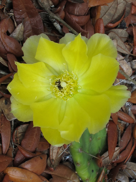 Opuntia humifusa (Low prickly pear) #45962