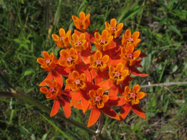 Asclepias lanceolata (Fewflower milkweed) #45976