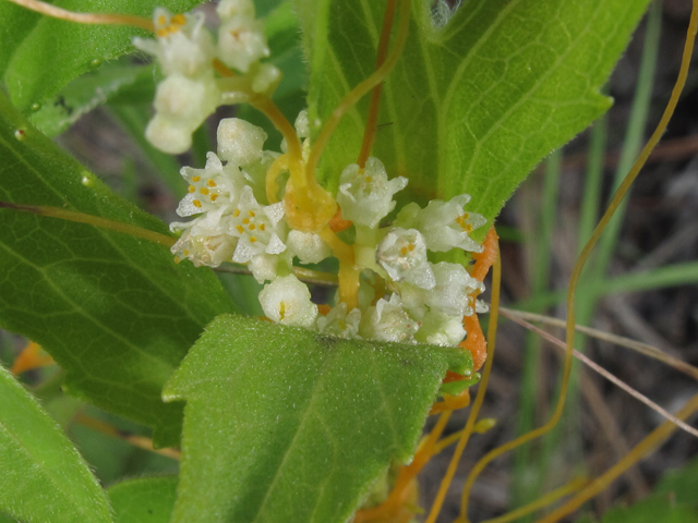 Cuscuta pentagona (Fiveangled dodder) #46013