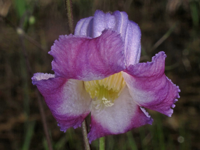 Clematis crispa (Swamp leatherflower) #46045