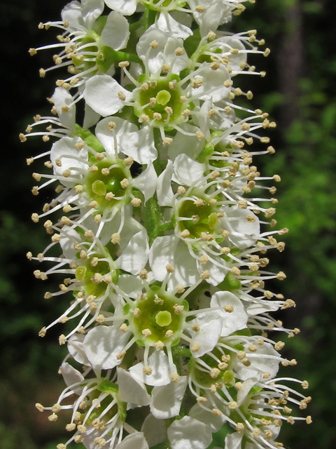 Prunus alabamensis (Alabama black cherry) #46065