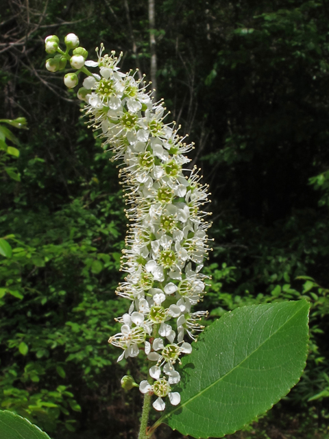 Prunus alabamensis (Alabama black cherry) #46069