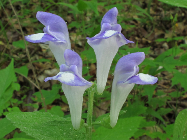 Scutellaria pseudoserrata (Falseteeth skullcap) #46079