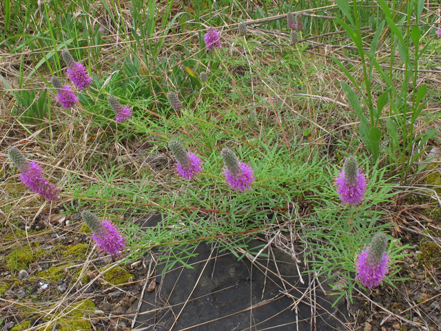 Dalea gattingeri (Purpletassels) #46102