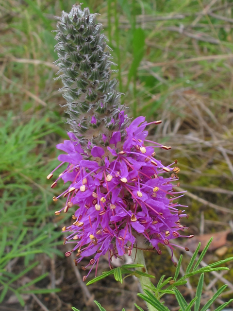 Dalea gattingeri (Purpletassels) #46103