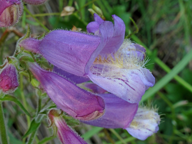 Penstemon canescens (Eastern gray penstemon) #46138