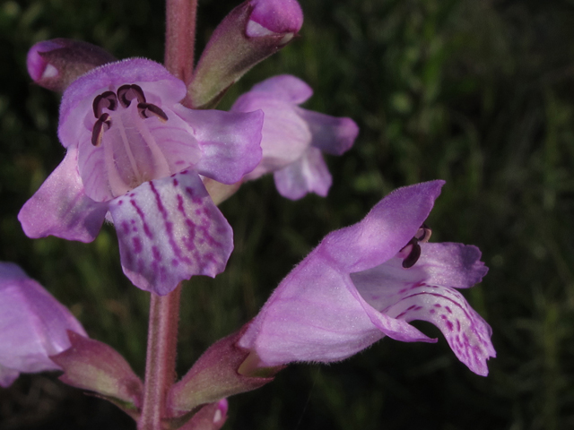 Physostegia purpurea (Eastern false dragonhead) #46153