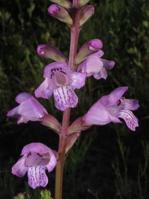 Physostegia purpurea (Eastern false dragonhead) #46154