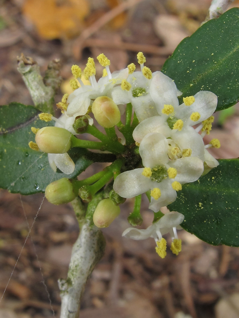 Ilex vomitoria (Yaupon) #46164