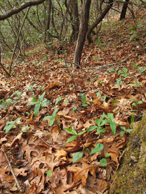 Trillium pusillum (Dwarf wakerobin) #46232