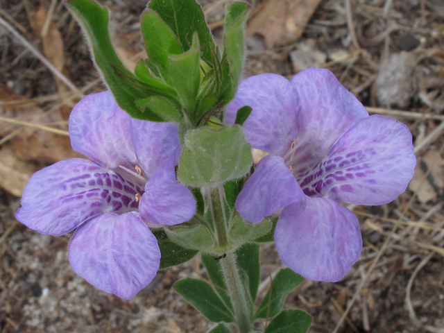 Dyschoriste oblongifolia (Oblongleaf snakeherb) #46251