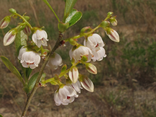 Gaylussacia dumosa (Dwarf huckleberry) #46258