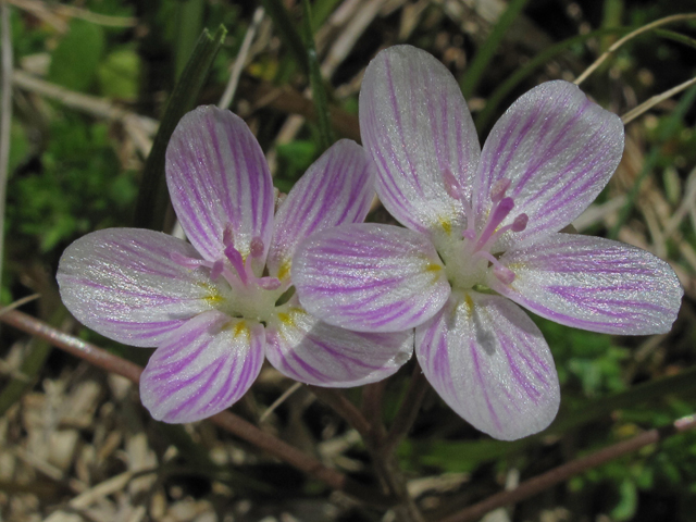 Claytonia virginica (Virginia springbeauty) #46266