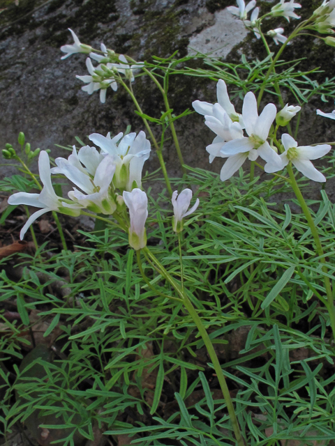 Cardamine dissecta (Forkleaf toothwort) #46282