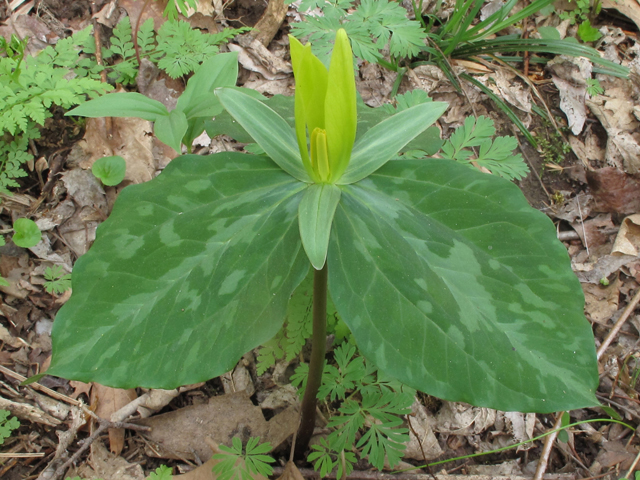 Trillium luteum (Yellow wakerobin) #46285