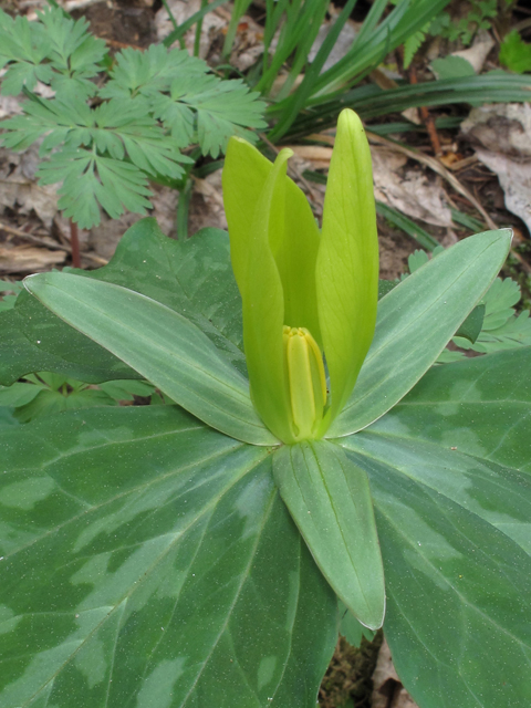 Trillium luteum (Yellow wakerobin) #46286