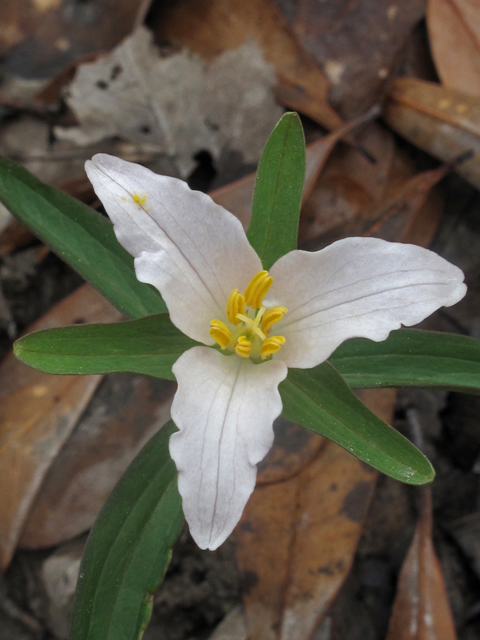 Trillium pusillum (Dwarf wakerobin) #46302