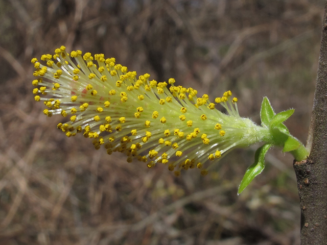 Salix sericea (Silky willow) #46317