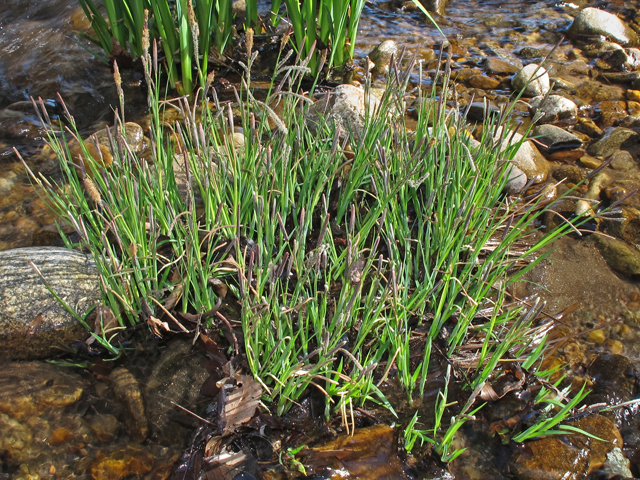 Carex torta (Twisted sedge) #46332