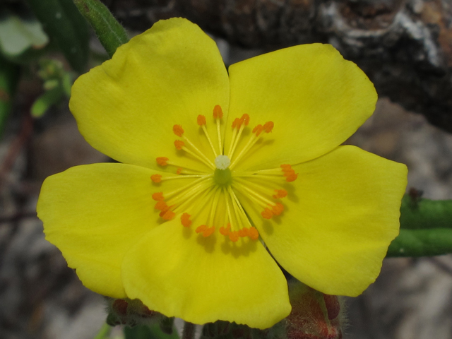 Helianthemum arenicola (Coastal sand frostweed) #46356