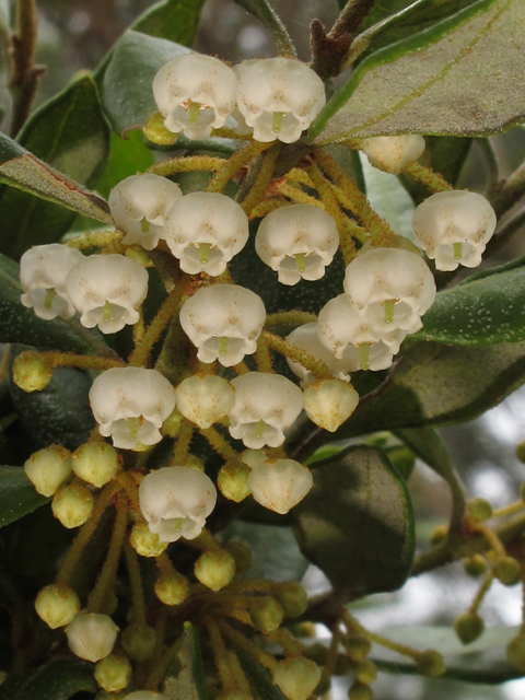 Lyonia fruticosa (Coastal plain staggerbush) #46357