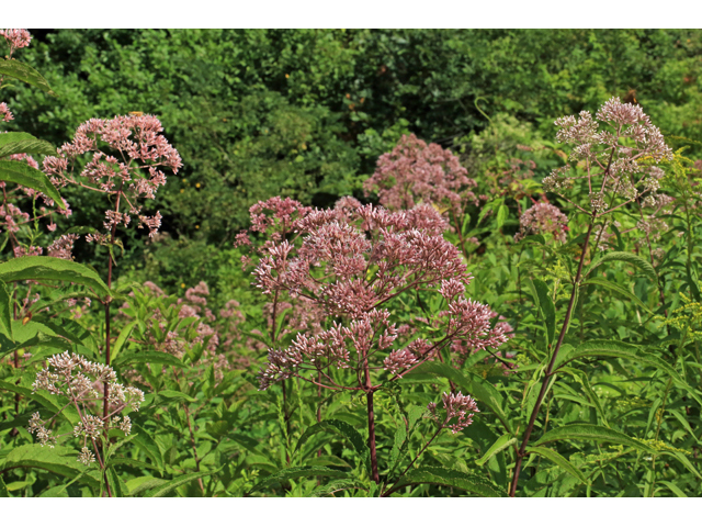 Eutrochium fistulosum (Joe-pye weed) #46607