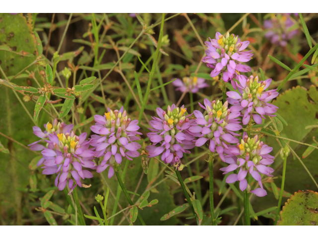 Polygala curtissii (Curtiss' milkwort) #46631