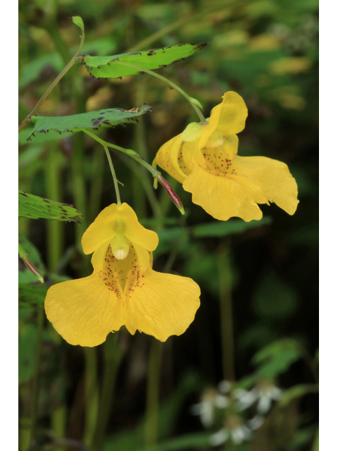 Impatiens pallida (Pale touch-me-not) #46644