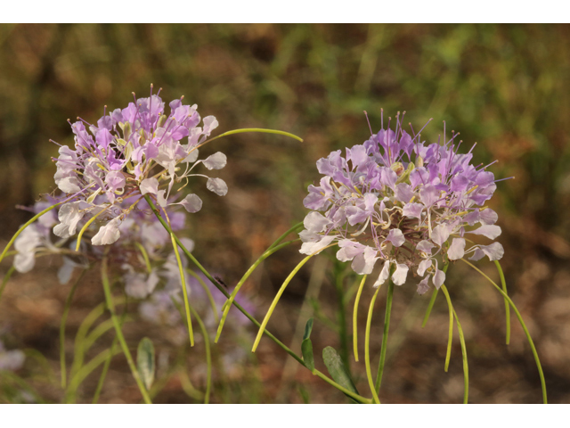 Warea cuneifolia (Carolina pinelandcress) #46653