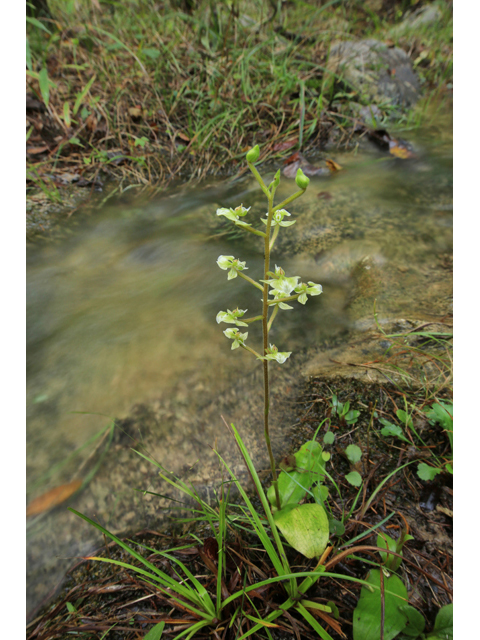 Ponthieva racemosa (Hairy shadow witch) #46664