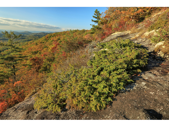 Juniperus communis (Common juniper) #46683