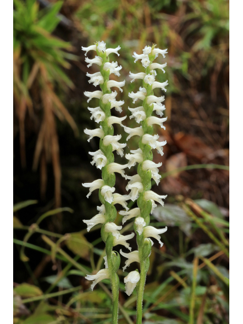 Spiranthes cernua (Nodding ladies'-tresses) #46692