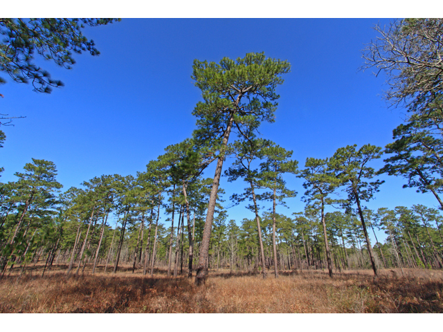 Pinus palustris (Longleaf pine) #47078