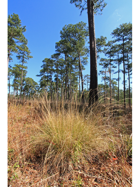 Aristida stricta (Pineland threeawn) #47081