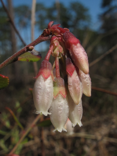 Vaccinium myrsinites (Shiny blueberry) #47083