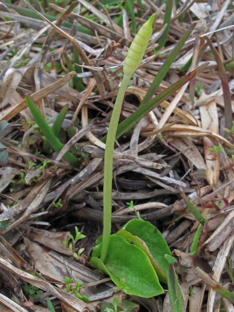 Ophioglossum crotalophoroides (Bulbous adder's-tongue) #47098