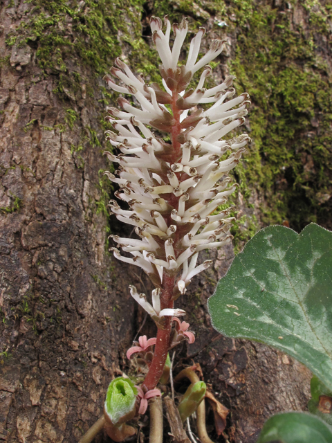 Pachysandra procumbens (Allegheny spurge) #47106