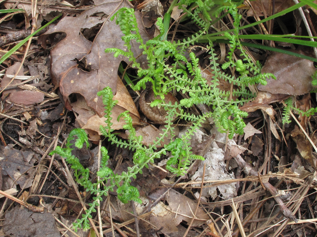 Selaginella ludoviciana (Gulf spike-moss) #47111