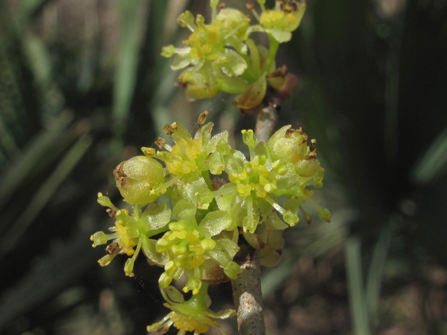 Lindera benzoin (Northern spicebush) #47116