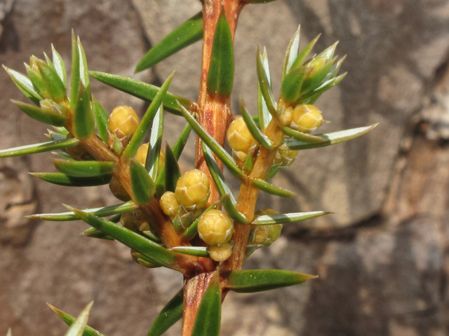 Juniperus communis (Common juniper) #47142