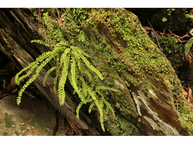 Trichomanes petersii (Dwarf bristle fern) #47153