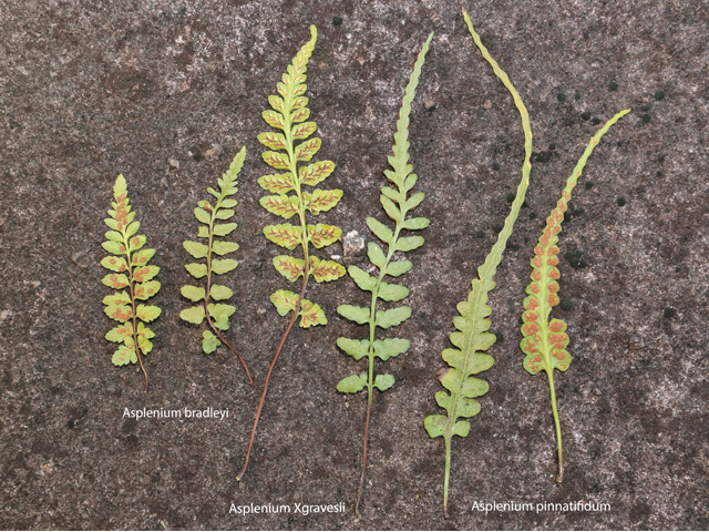 Asplenium bradleyi (Bradley's spleenwort) #47156