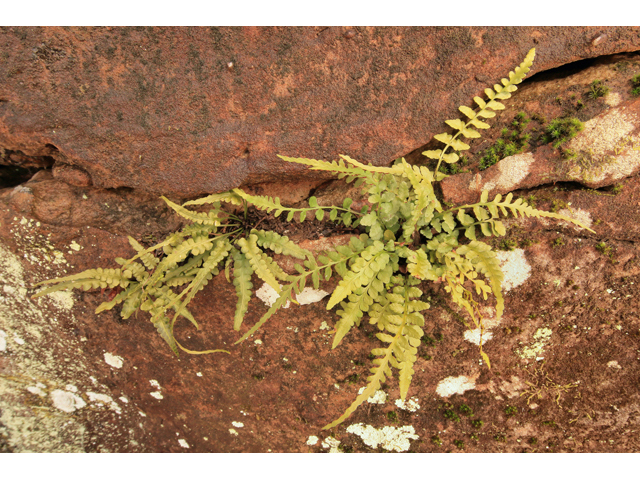 Asplenium gravesii (Graves spleenwort) #47159